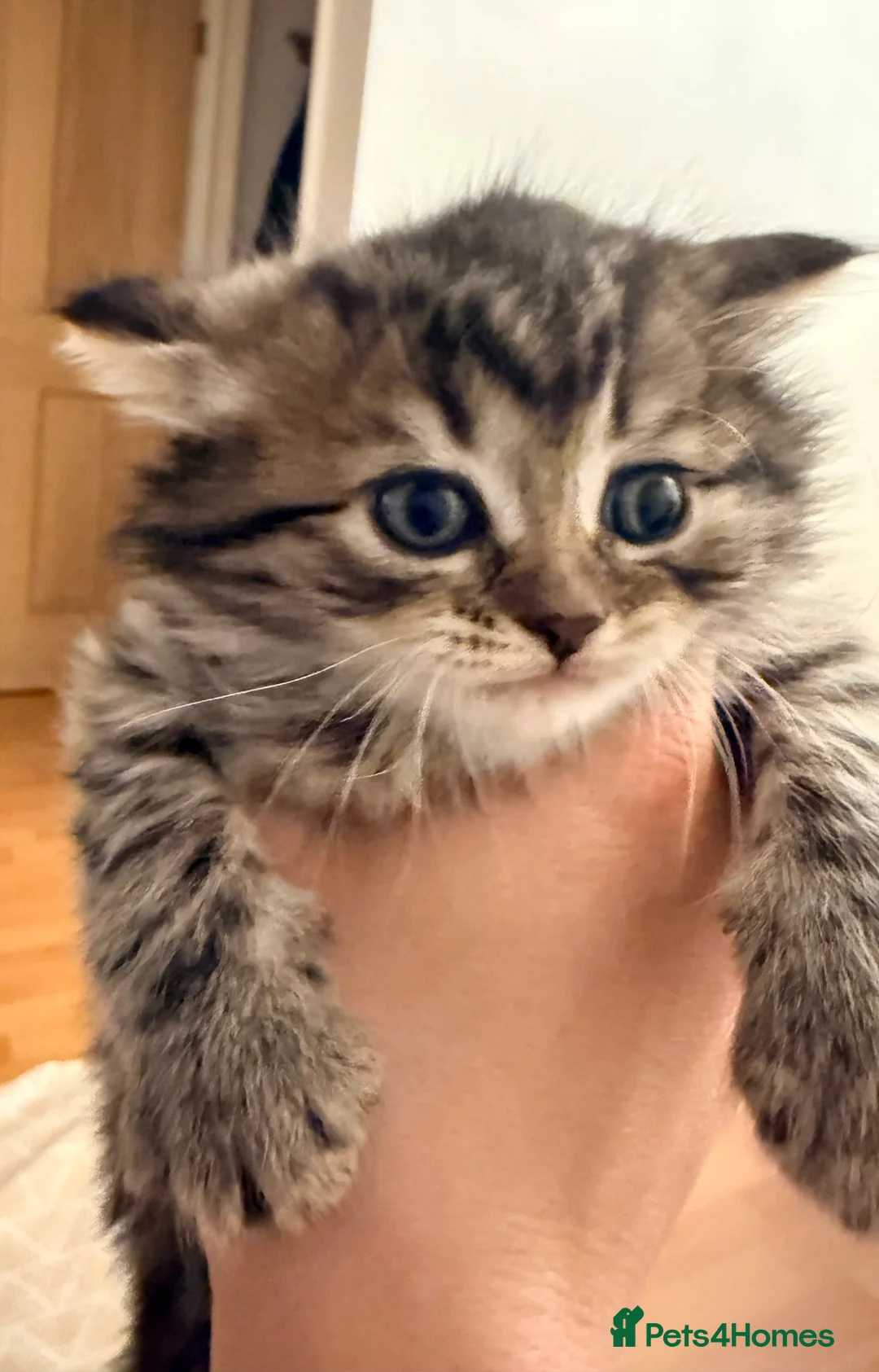 British Longhair cats for sale:  4 kitten Bsh & blh - Advert 2