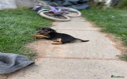Mixed Breed dogs for sale: Jack Russell Black and Tan terrier puppies  - Image 8