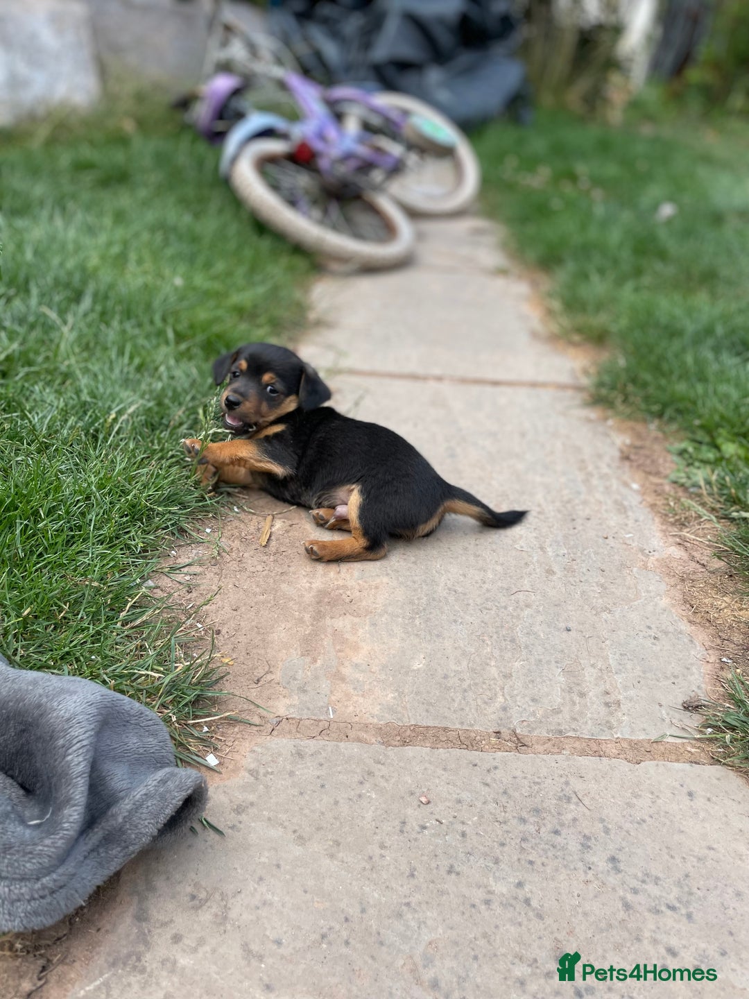 Mixed Breed dogs for sale: Jack Russell Black and Tan terrier puppies  - Image 8