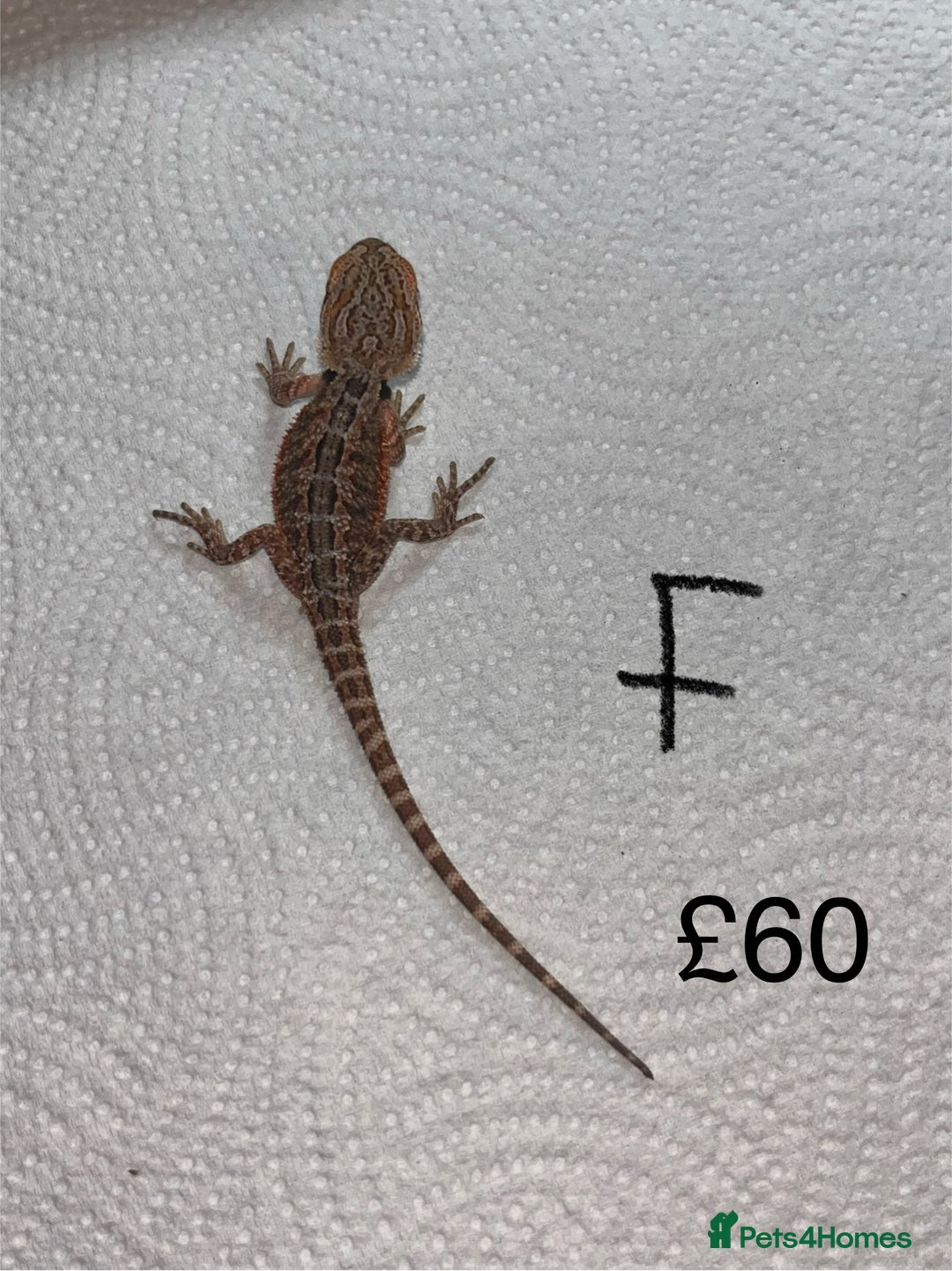 Bearded Dragon reptiles for sale: Various Baby Bearded Dragons For Sale - Advert 12