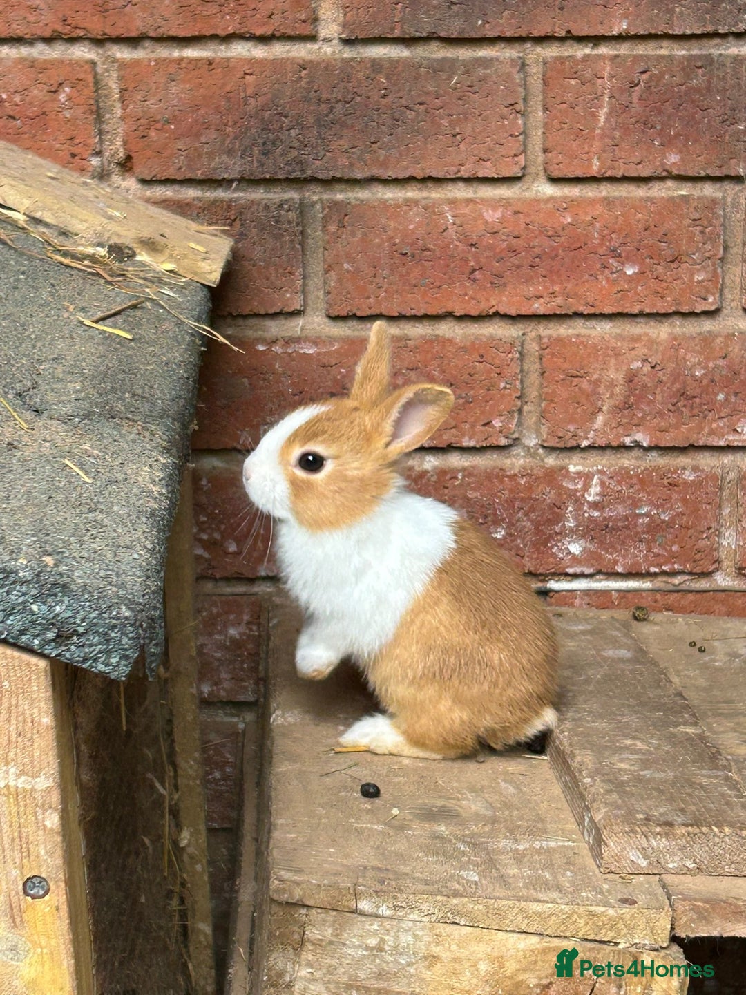 Tri Coloured Dutch rabbits for sale: Tricoloured Dutch Rabbits - Image 7