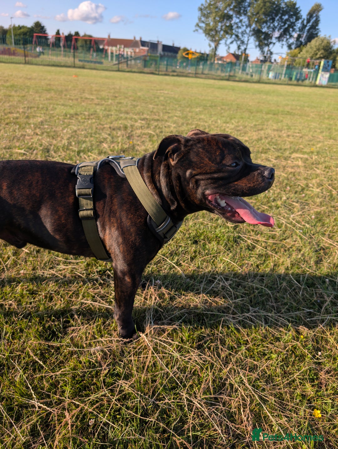 Staffordshire Bull Terrier dogs for stud: Michael Ledwon  in Hull - Image 9