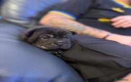 Shar Pei dogs for sale: Stunning Shar Pei Pups - Image 26