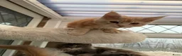 Maine Coon cats for sale: XL TICA Maine coon kittens - Advert 5