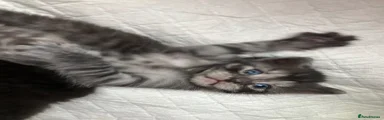 Grey tabby female 