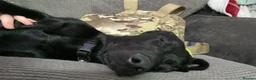 Labrador Retriever dogs for sale: Rocky The Most Handsome Black Lab. in Chippenham - Advert 3