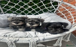 Miniature Schnauzer dogs for sale: Amazing Miniature Schnauzers - Image 1