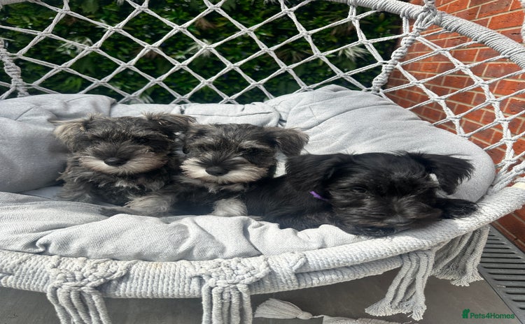 Miniature Schnauzer dogs - Advert 7