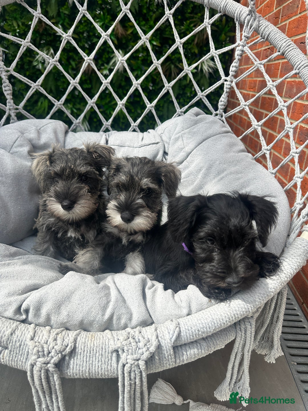Miniature Schnauzer dogs for sale: Amazing Miniature Schnauzers - Image 1