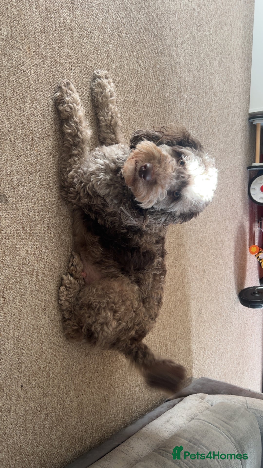 Mixed Breed dogs for sale: Beautiful miniature labradoodle puppies  - Advert 15