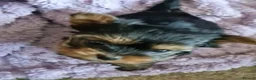Yorkshire Terrier dogs for sale: Gorgeous Yorkshire Terrier Puppies Ready to go! 🐾 - Advert 4