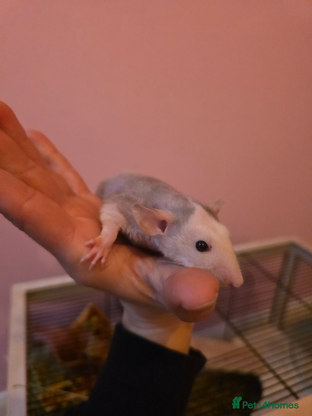 Rat rodents for sale: Baby rats - Advert 7