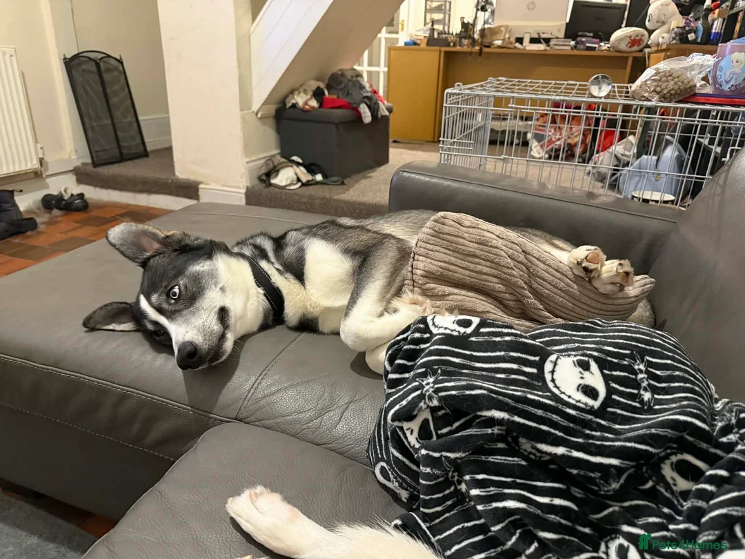 Mixed Breed dogs for sale: !URGENT REHOMEING! Husky cross Labrador  - Advert 5