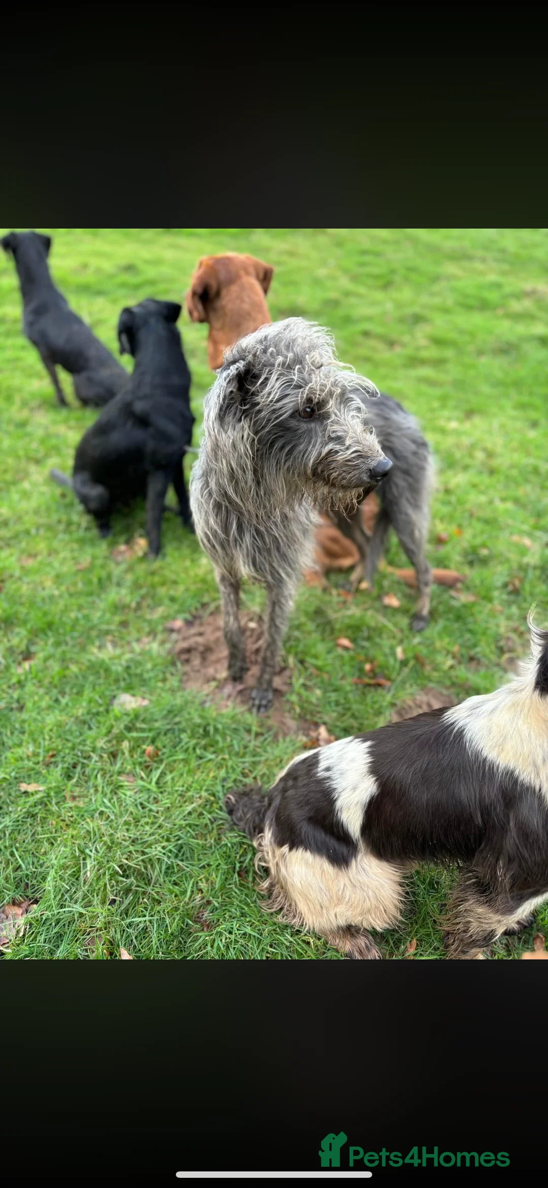 Mixed Breed dogs for sale: Labrador X lurcher  - Advert 4