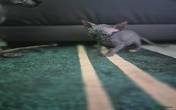 Sphynx cats for sale: Sphynx  - Image 1