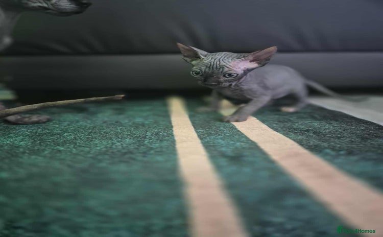 Sphynx cats - Advert 6