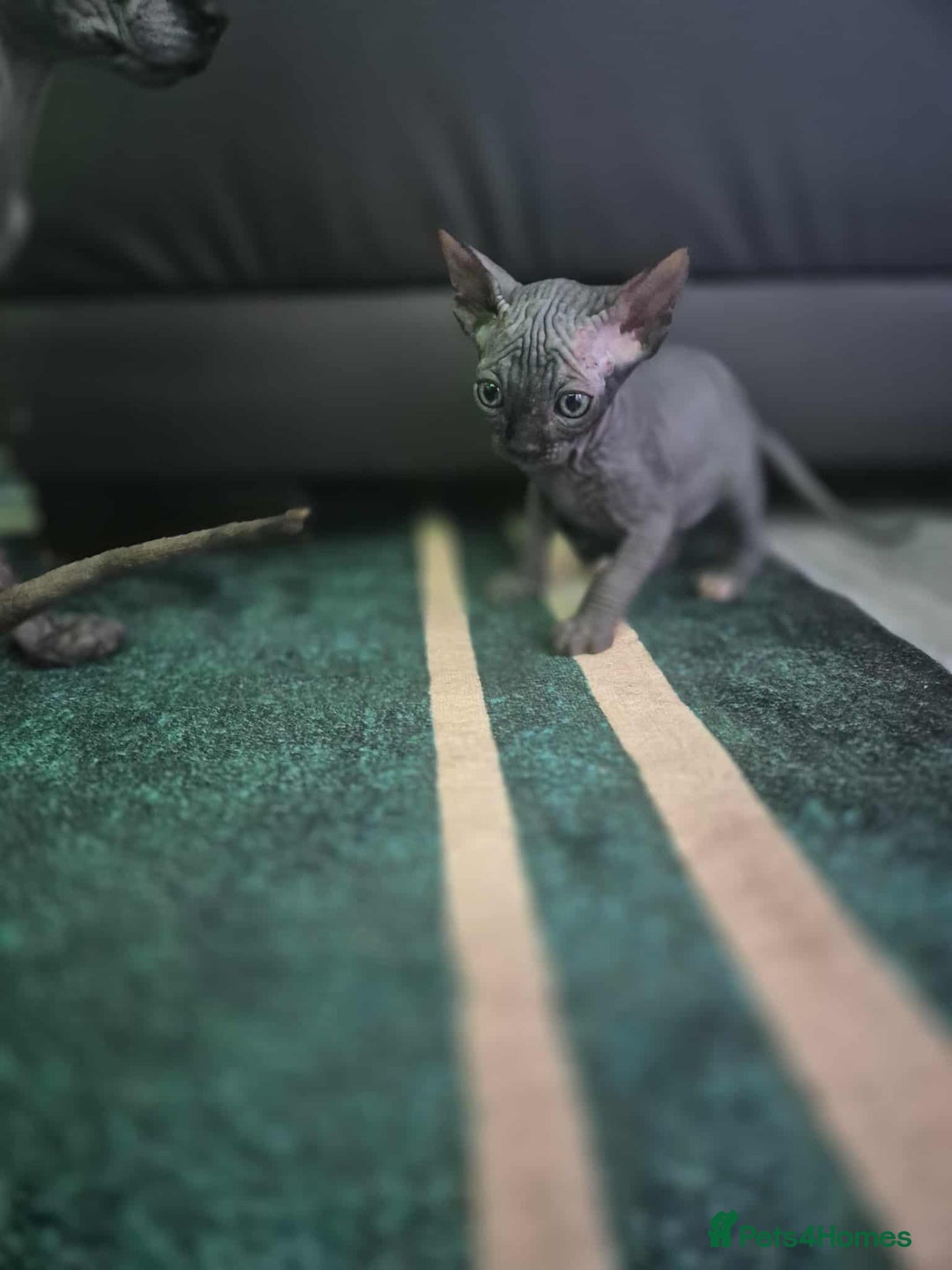 Sphynx cats for sale: Sphynx  - Image 1