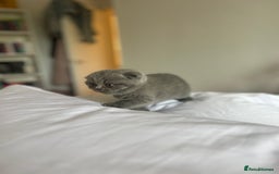 Scottish Fold cats for sale: Beautiful chunky Scottish fold - Image 6