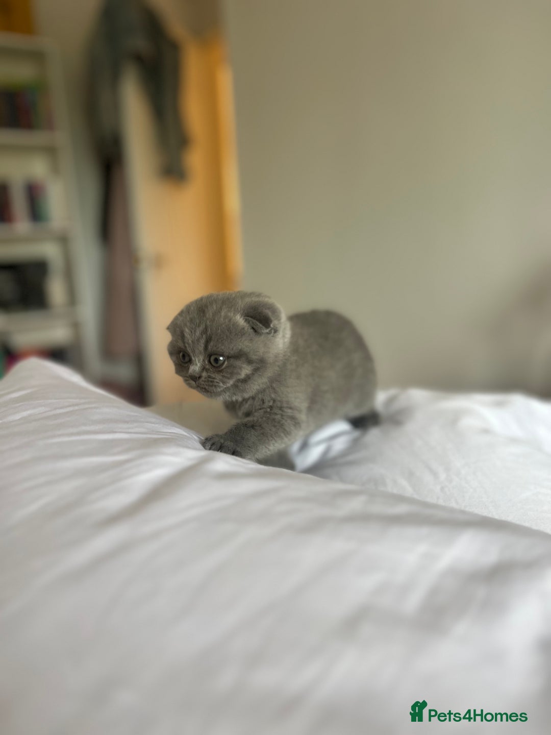Scottish Fold cats for sale: Beautiful chunky Scottish fold - Image 6