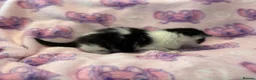Mixed Breed cats for sale: Frankie’s Kittens Ready 20th August - Advert 19