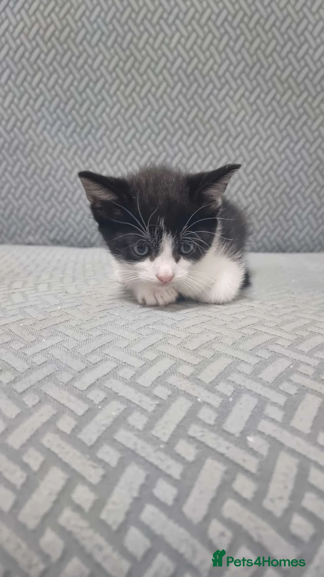 Mixed Breed cats for sale: Mixed Kittens  - Advert 6
