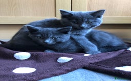 British Shorthair cats for sale: Two Beautiful British Shorthair Boys - Image 7