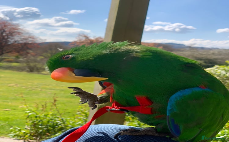 Parrots birds - Advert 1