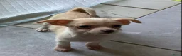 Chihuahua dogs for sale: Gorgeous tiny Chihuahua babies - Advert 20