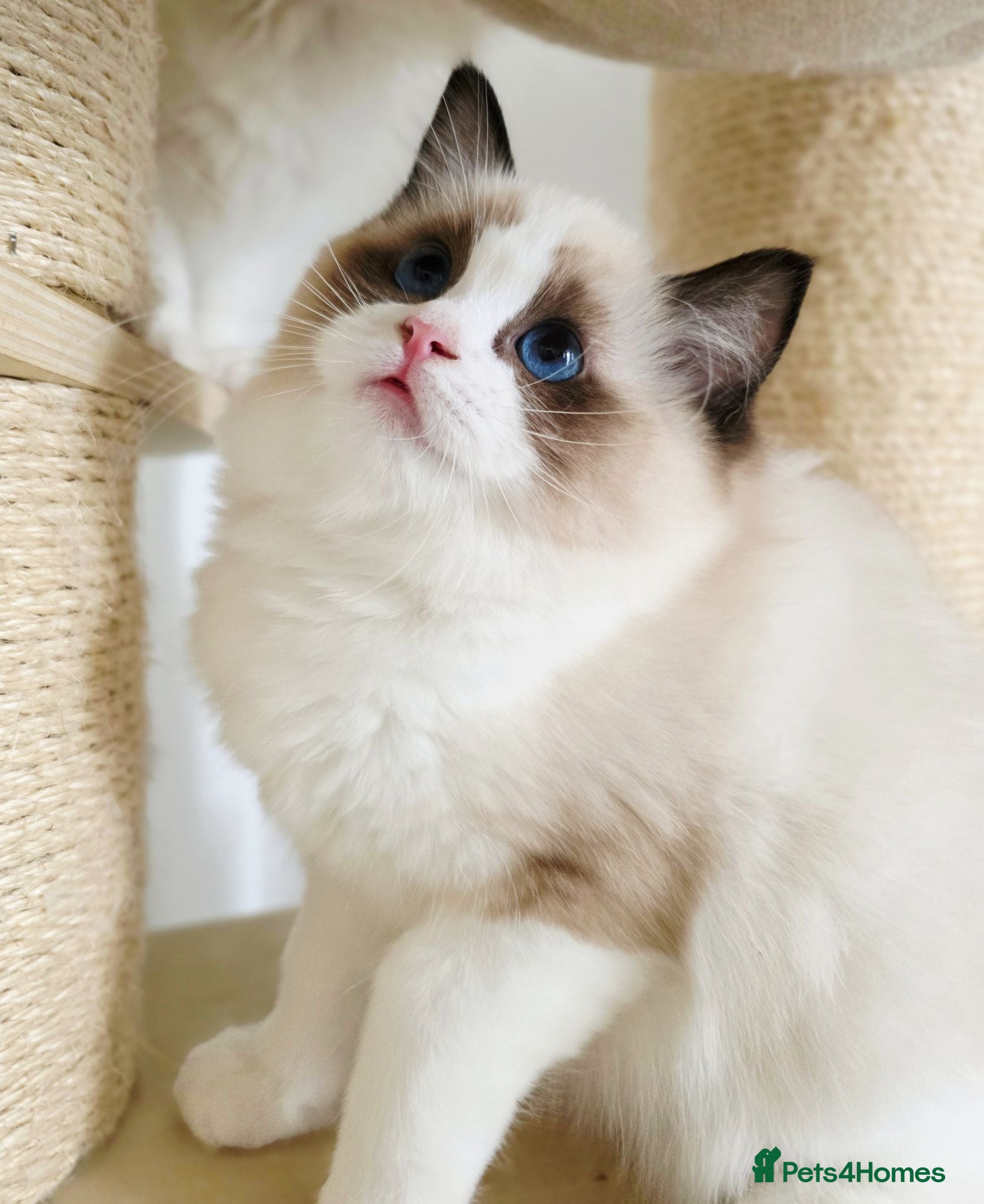 Ragdoll cats 💓please read🩵🏆European Champion lines 💫Tica - Advert 2