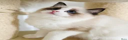 Ragdoll cats for sale: 💓please read🩵🏆European Champion lines 💫Tica - Advert 1