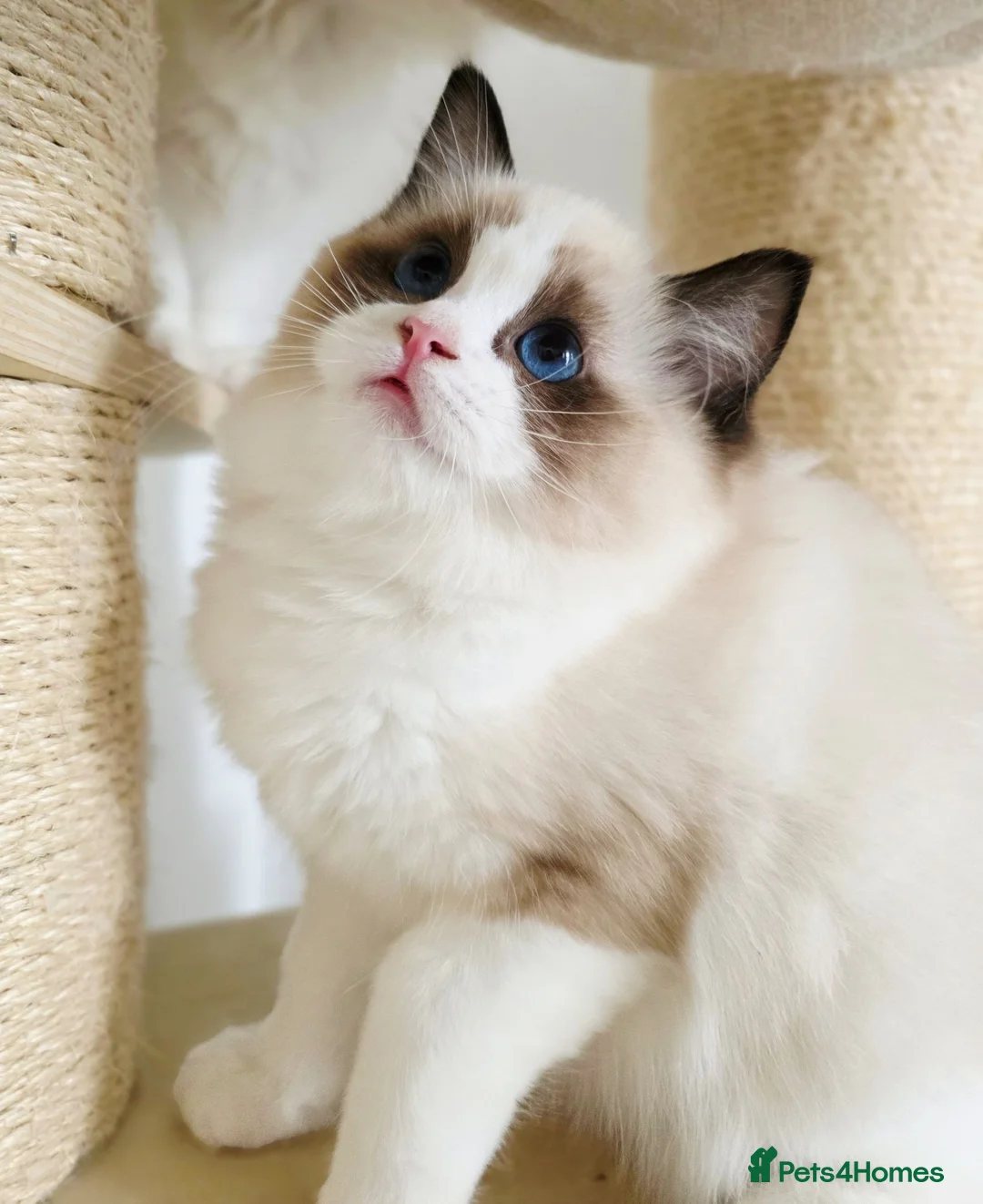 Ragdoll cats for sale: 💓please read🩵🏆European Champion lines 💫Tica - Advert 1