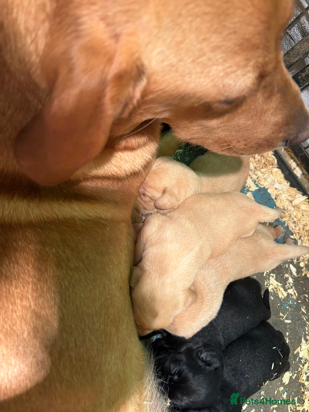 Labrador Retriever dogs for sale: Lovely KC Labrador retrievers  - Image 9