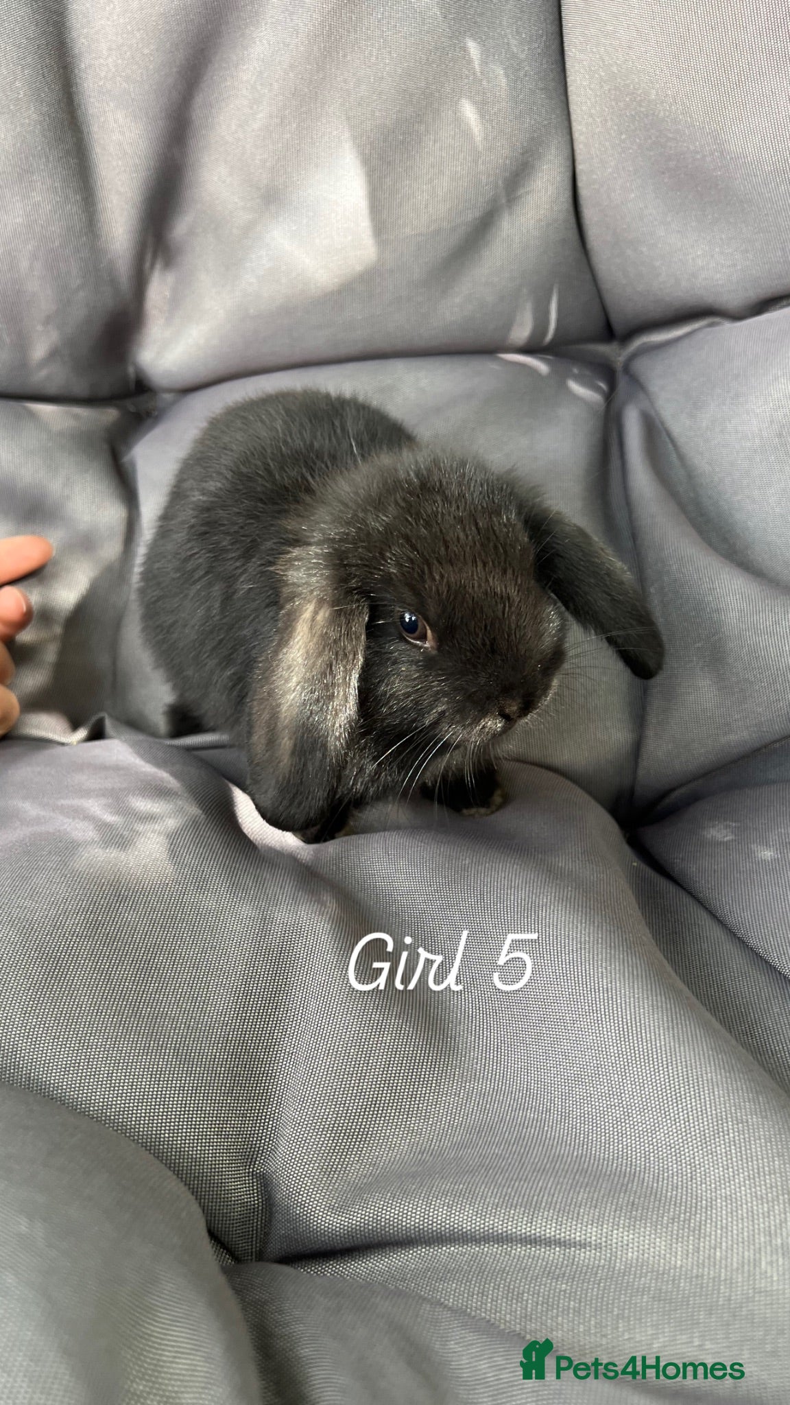 Mini Lop rabbits Mini lop - Advert 2