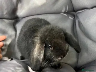 Mini Lop rabbits Mini lop - Advert 11