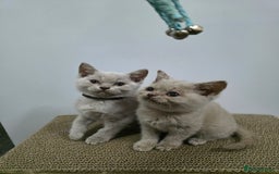 British Shorthair cats for sale: Beautiful British shorthair kittens - Image 17