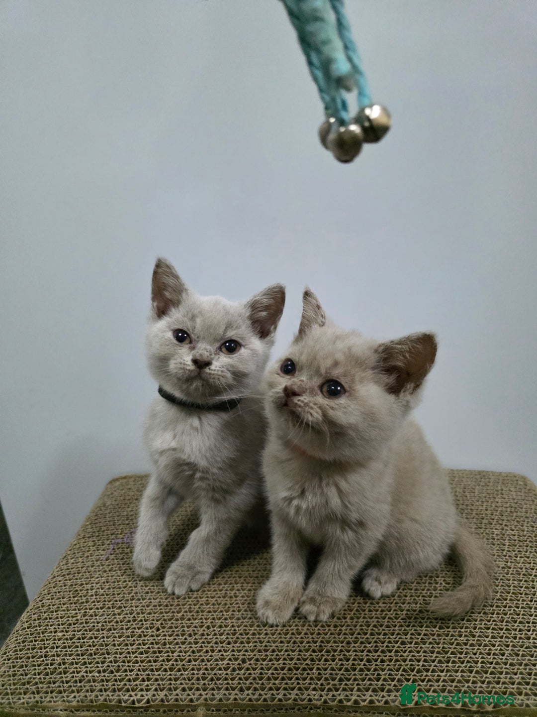 British Shorthair cats for sale: Beautiful British shorthair kittens - Image 17