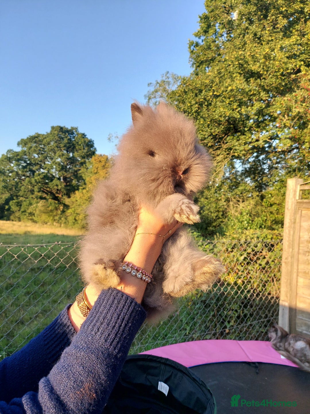 Lionhead rabbits for sale: Absolutely Gorgeous Chocolate DM Lionhead Babies - Image 7