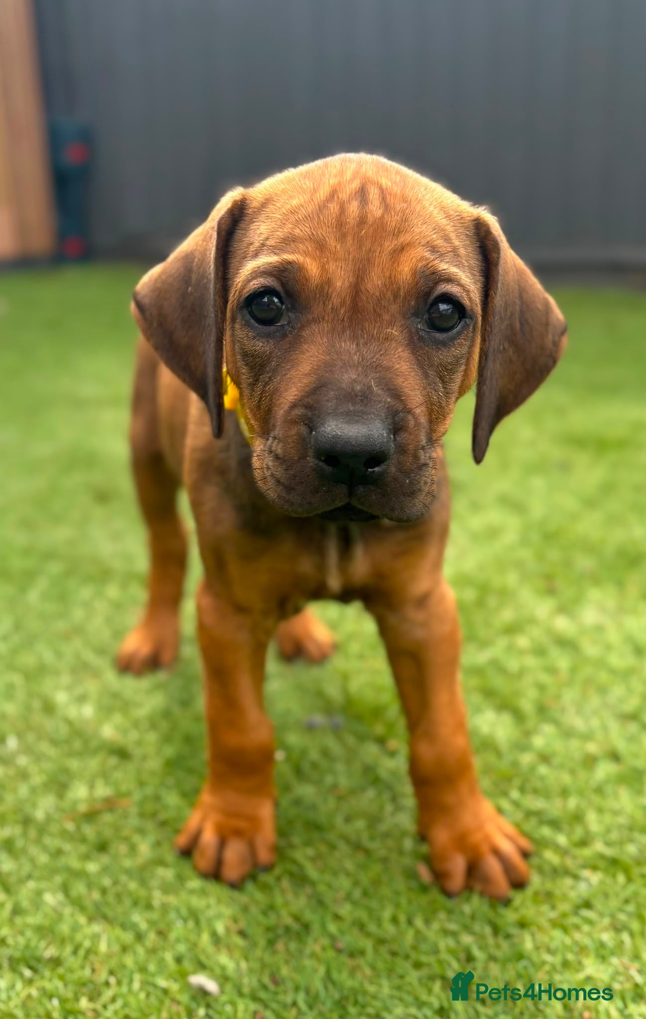 Rhodesian Ridgeback dogs KC Registered Rhodisian Ridgebacks  - Advert 2