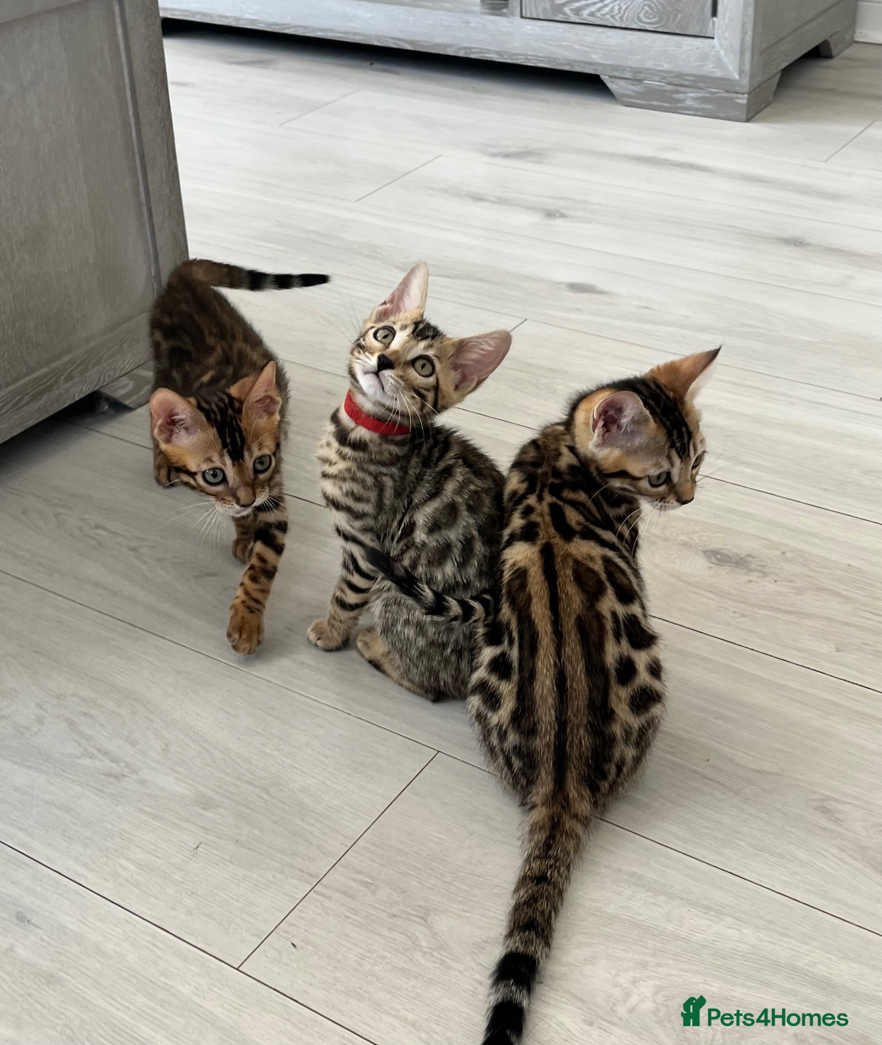 Bengal cats Stunning full pedigree registered bengal kittens  - Advert 2