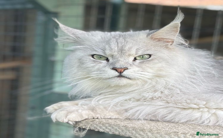 Maine Coon cats - Advert 2