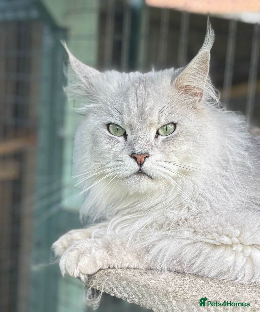 Maine Coon cats for stud: Stud service  - Image 1
