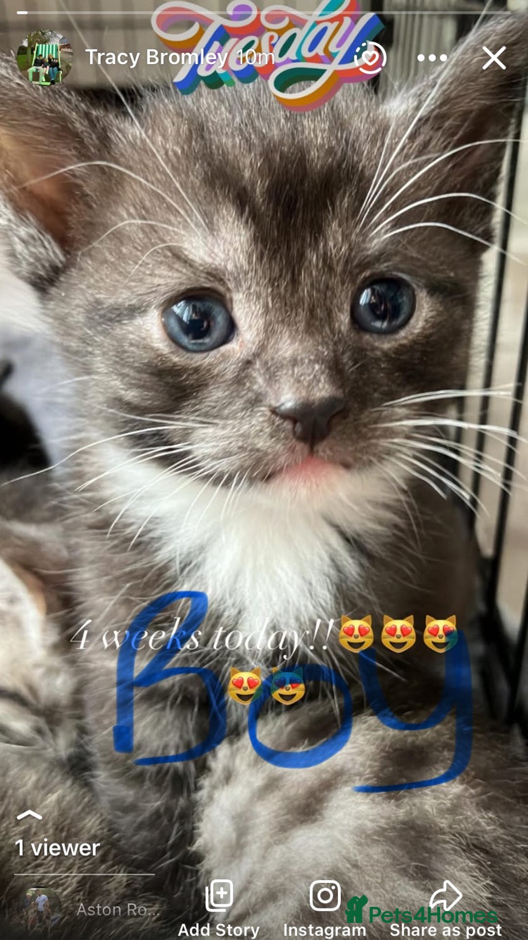 Russian Blue cats for sale: Beautiful Russian blue x kittens  - Image 7