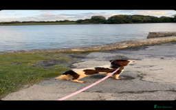 Cocker Spaniel dogs for sale: Cocker spaniel - Advert 2