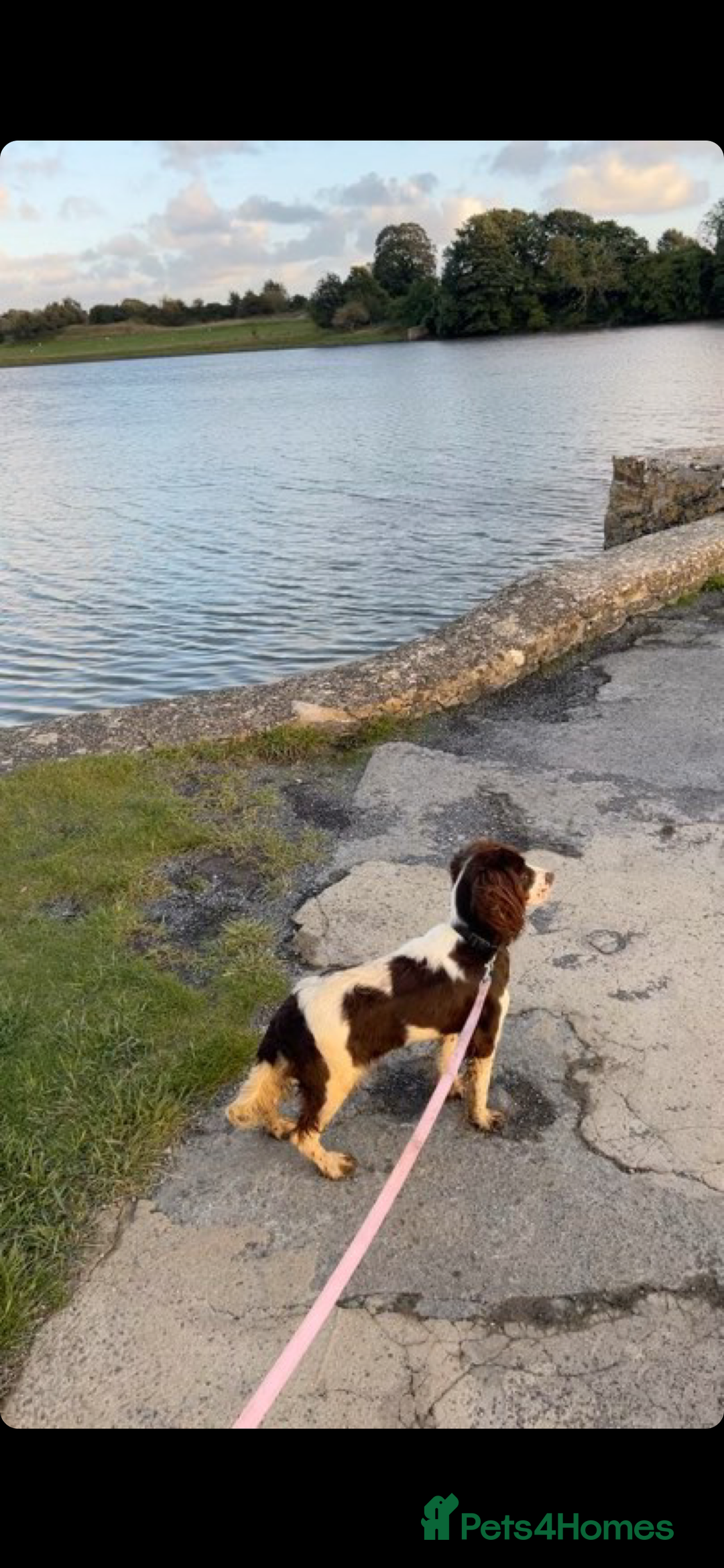 Cocker Spaniel dogs for sale: Cocker spaniel - Advert 2