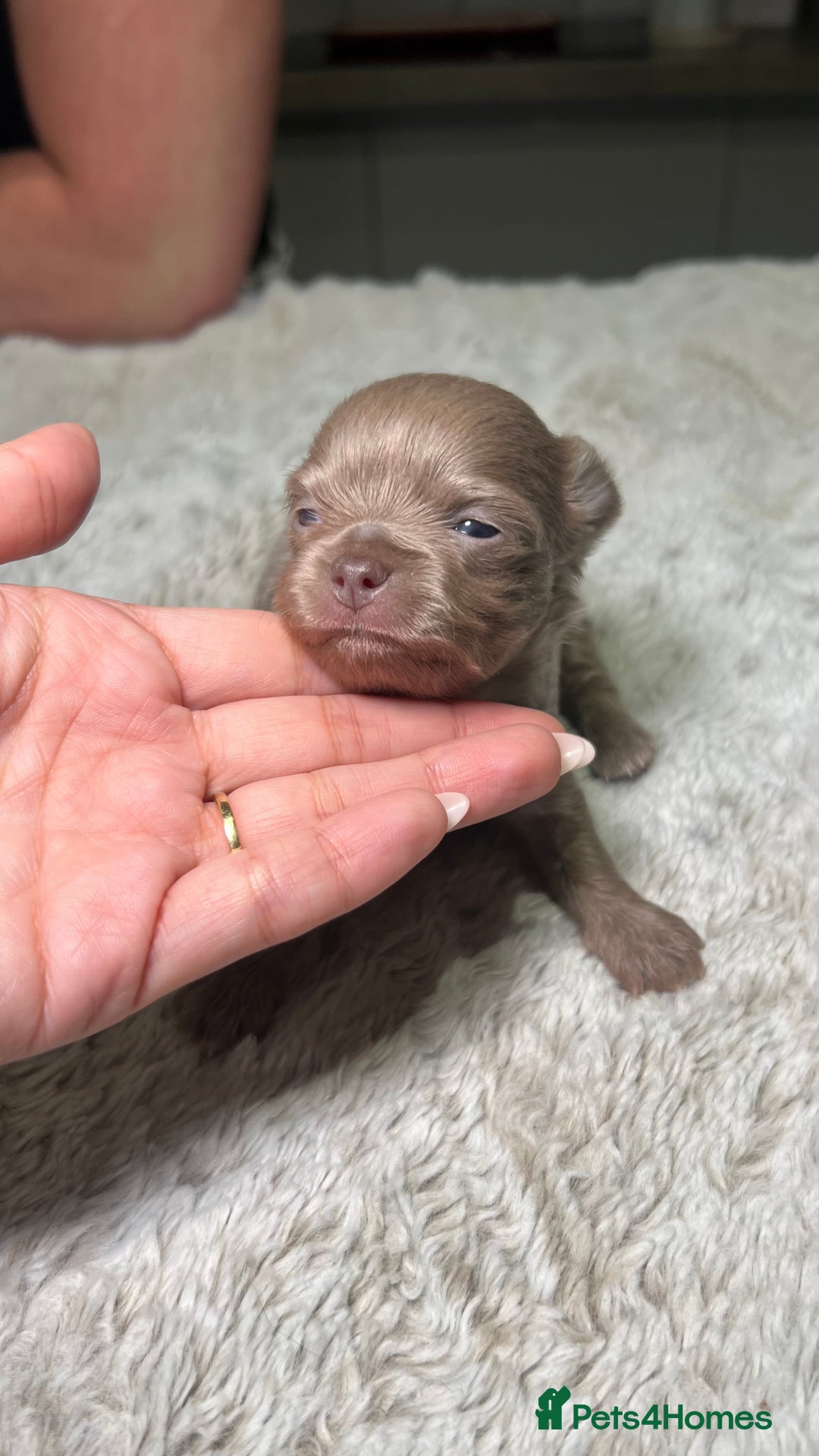 Chihuahua dogs for sale: Stunning Chihuahua Puppies ⭐️ - Advert 13