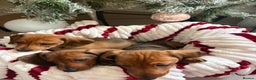 Dachshund dogs for sale: Beautiful dachshunds ready to leave now - Advert 8