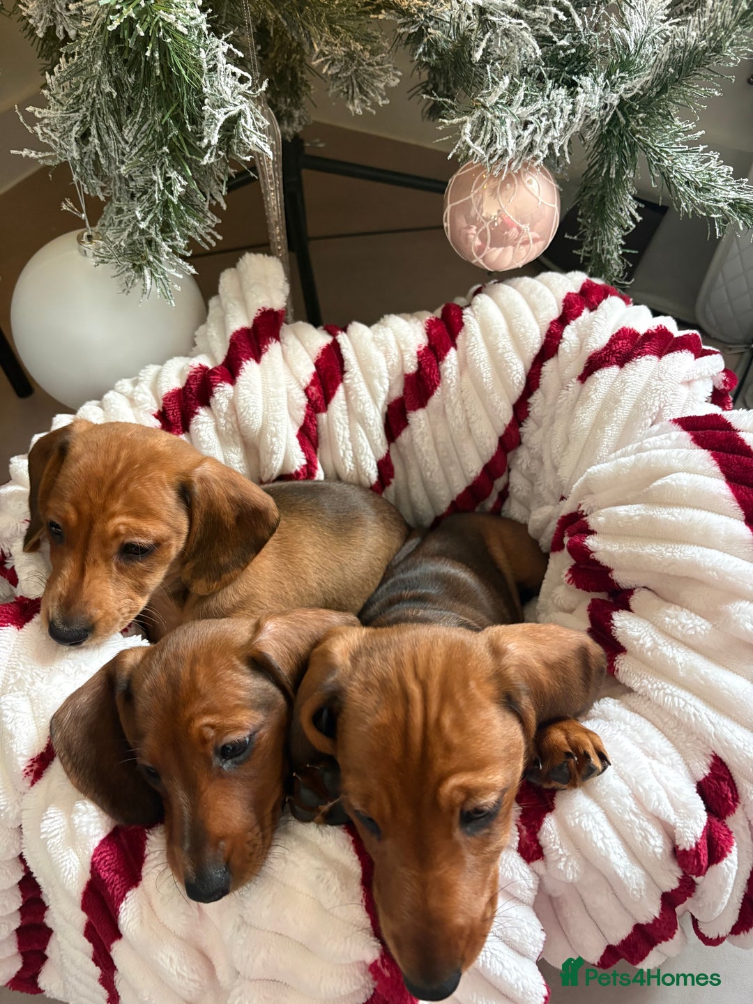 Dachshund dogs for sale: Beautiful dachshunds ready to leave now - Advert 8