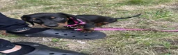 Miniature Dachshund dogs for sale: Miniature dachshund  - Advert 2