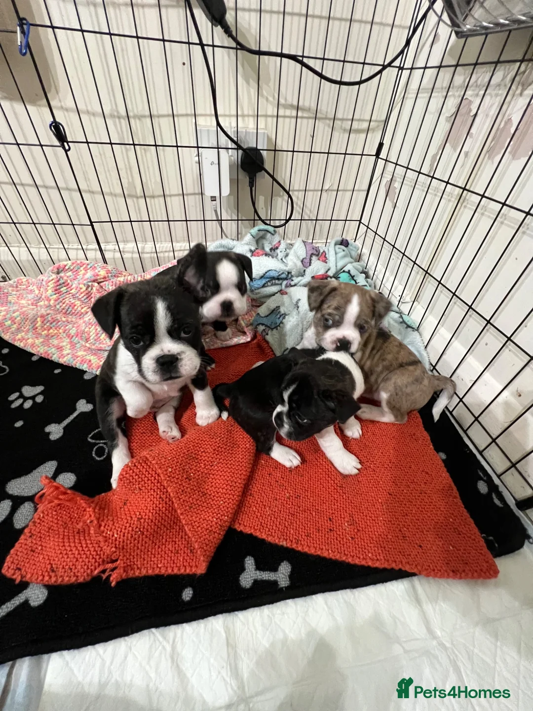 Mixed Breed dogs for sale: Boston terrier cross puppies - Advert 1