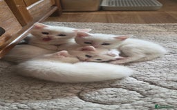 Mixed Breed cats for sale: Pure white kittens Mainecoon x - Image 4